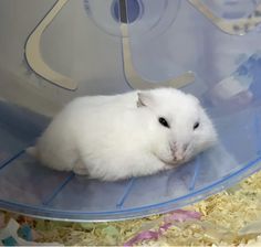 a small white hamster is sitting in a plastic cage and looking at the camera