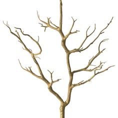 a bare tree with no leaves in front of a white background, it looks like the branches are dying