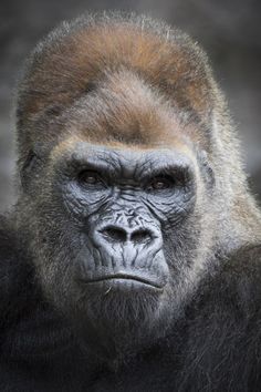 a close up of a gorilla's face looking at the camera