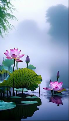 pink water lilies floating on top of a body of water