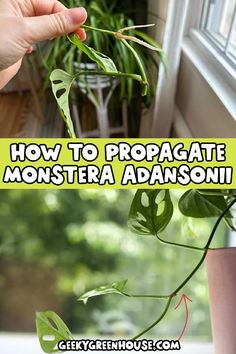 Monstera adansonii, also known as the Swiss Cheese plant is one of my favorite houseplants in our collection. It's incredibly easy to propagate! If you are looking to propagate this houseplant and add more plant aesthetic to your home, this guide will tell you everything you need to know. Monstera Vine Plant, How To Propagate Monstera Adansonii, Propagating Monstera Adansonii, How To Propagate Swiss Cheese Plant, Swiss Cheese Plant Aesthetic, Propagate Swiss Cheese Plant, Propagating Swiss Cheese Plant, Propagate Monstera Adansonii, Swiss Cheese Plant Propagation