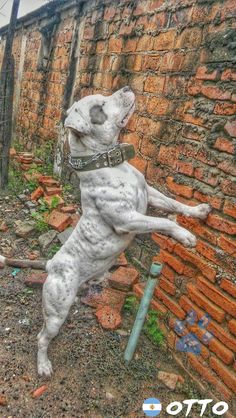 a white dog standing on its hind legs in front of a brick wall and looking up