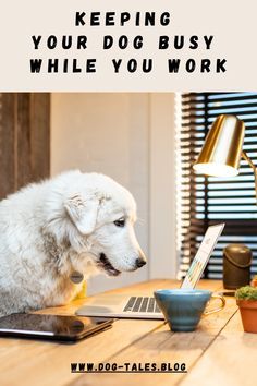 a white dog sitting on top of a laptop computer next to a bowl of food