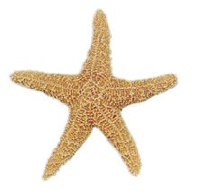 a starfish is shown against a white background