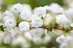 white flowers are blooming on a tree branch