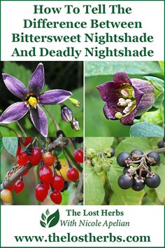 the cover of how to tell the differences between bittersweet nightshade and deadly nightshade