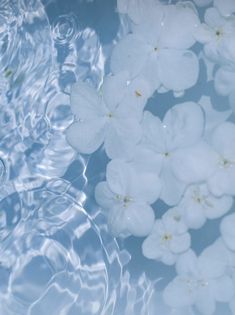 white flowers floating in water with ripples on the bottom and blue sky behind them