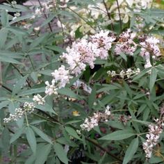 some white flowers and green leaves in the grass