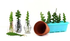 three vases with plants in them sitting next to each other on a white surface