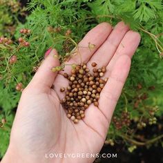 All Natural Carrot Soap Recipe with Real Carrots • Lovely Greens