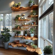 a living room filled with lots of plants and potted plants on top of wooden shelves