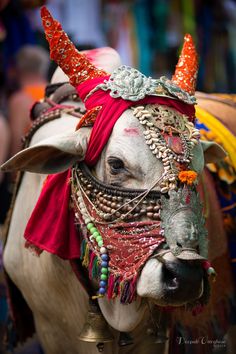 a cow with horns and jewelry on it's head