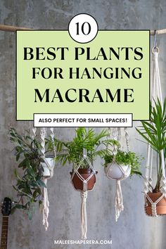 Macrame plant hanger Room Hanging Plants, Plant Hanging Ideas, Macrame Plant Hanging, Plant Hanging, Hanging Ideas