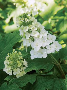 white flowers with green leaves in the background