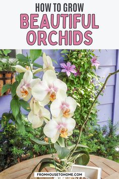 Orchid Care: 7 Surprising Things You Didn't Know About Growing Phalaenopsis orchids How To Grow Orchids, Inside Gardening, Orchid Potting, Orchid Propagation, Grow Orchids, Orchids In Water, Indoor Orchids, Orchid Fertilizer, Orchid Plant Care