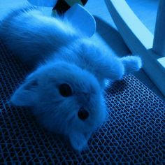 a white cat laying on top of a blue floor next to a chair and table