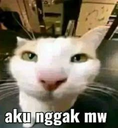 a white cat looking at the camera with caption that says aku nggak nm