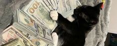 a black and white cat playing with money