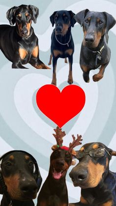 four dogs with glasses on their heads and one has a heart shaped object in the middle