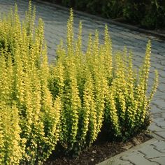 some very pretty yellow flowers by the side of the road in front of a brick walkway