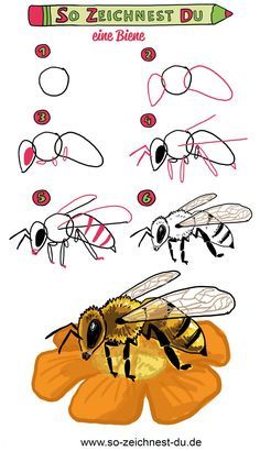 how to draw a bee on a flower step by step drawing instructions for beginners