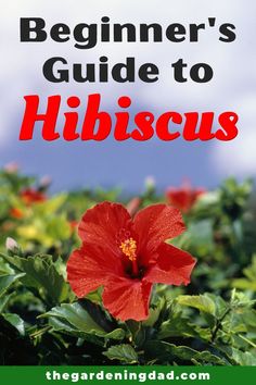 the beginner's guide to hibiscus, with an image of a red flower