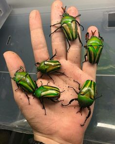 several green bugs sitting on the palm of a person's hand