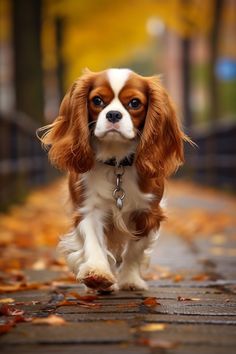 a small brown and white dog is running down the street with leaves all over it