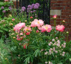 pink flowers are growing in the garden next to a brick building