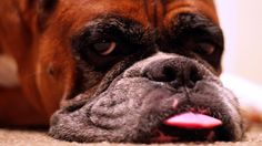 a close up of a dog laying on the floor with its tongue hanging out and it's eyes wide open