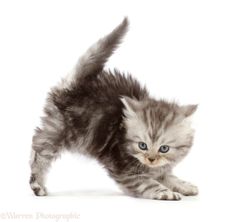 a small gray kitten walking across a white floor with its front paws on the ground