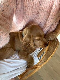 a brown dog laying on top of a wooden chair