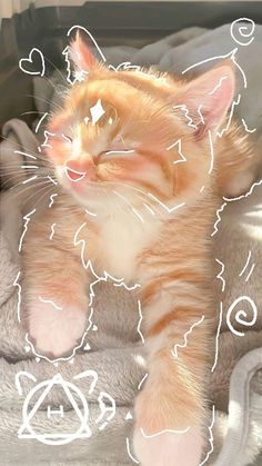 an orange and white cat laying on top of a blanket