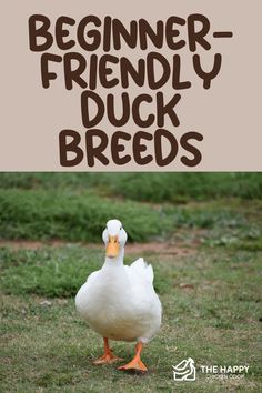 The Best Duck Breeds for Beginners | The Happy Chicken Coop Owning Ducks For Beginners, Duck Winter Care, Call Ducks Breeds, Welsh Harlequin Duck, Dual Purpose Duck Breeds, Pekin Duck, Buff Orpington