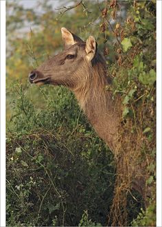 an antelope is standing in the brush looking at something to its left side