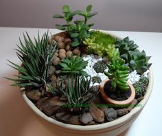 there is a potted plant with rocks and plants in it