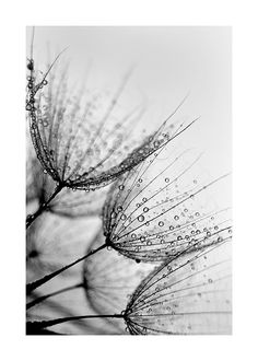 black and white photograph of water droplets on a dandelion