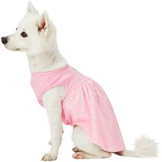 a small white dog wearing a pink shirt