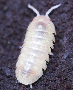 a close up of a bug on the ground with writing all over it's body