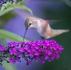 a hummingbird feeding from a purple flower