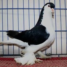 a black and white bird standing next to a cage