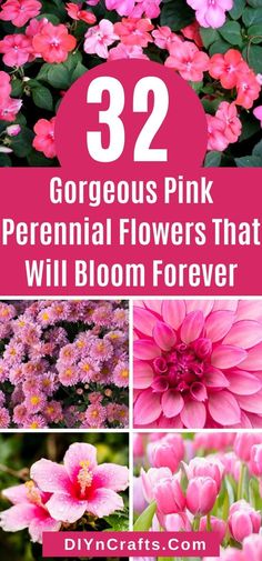 pink flowers with the words 32 gorgeous pink perennial flowers that will bloom forever