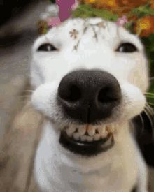 a white dog wearing a flower crown on top of it's head with its mouth open