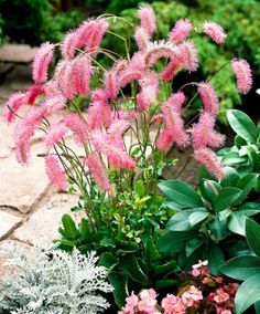 some pink flowers and green plants in a garden