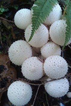 a group of white flowers sitting on top of a forest floor next to green leaves