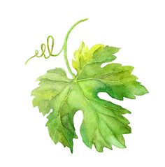 watercolor drawing of a leaf with the word hello