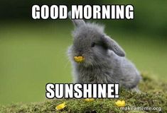 a small gray rabbit sitting on top of a moss covered ground with the caption, good morning sunshine