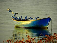 a group of birds sitting on top of a boat in the water