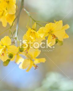 yellow flowers are blooming on the tree