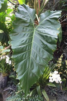 a large green leaf sitting on top of a lush green plant filled with white flowers